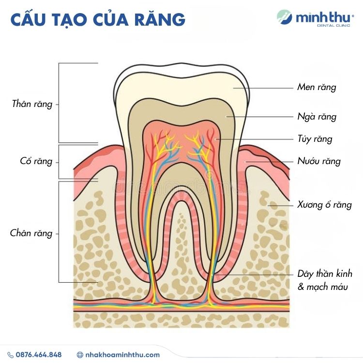 sau-rang-trieu-chung-nguyen-nhan